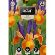 Nasiona i cebule - Irys holenderski Bronze Queen 10 sztuk Eden - miniaturka - grafika 1