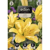 Nasiona i cebule - Lilia azjatycka Fata Morgana 2 sztuki Eden - miniaturka - grafika 1