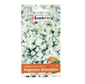 Nasiona i cebule - ROGOWNICA BIEBERSTEINA BIAŁA nasiona PlantiCo 0,3g - Cerastium, bylina - miniaturka - grafika 1