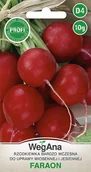 Nasiona i cebule - Rzodkiewka Faraon 10g nasiona - WegAna - miniaturka - grafika 1