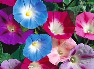POWÓJ - WILEC (IMPOMOEA PURPUREA) MIX KOLORÓW 3 G - Nasiona i cebule - miniaturka - grafika 1
