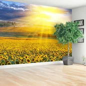 Fototapety - Fototapeta Pole słoneczników - miniaturka - grafika 1