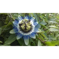 Kwiaty doniczkowe - Pnącza i krzewy niezwykłe (passiflora) - miniaturka - grafika 1