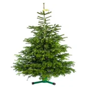 Choinki - Jodła Kaukaska cięta wys.175-200 cm - miniaturka - grafika 1