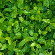 Kwiaty doniczkowe - Trzmielina Fortune'a 'Coloratus' (Euonymus fortunei) Doniczka 2.0L - miniaturka - grafika 1