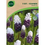 Nasiona i cebule - Szafirek Grape Ice 6/+ 5szt. Cebulki kwiatów Geolia - miniaturka - grafika 1