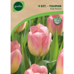 Tulipan Tom Pouce 11/12 4szt. Cebulki kwiatów Geolia - Nasiona i cebule - miniaturka - grafika 1