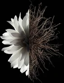 Wody i perfumy damskie - GIVENCHY L'interdit HAIR MIST spray 35ml - miniaturka - grafika 1