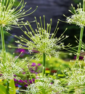 Allium Czosnek Artic Snow 1 szt cebulki cebule - Nasiona i cebule - miniaturka - grafika 1