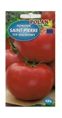 Nasiona i cebule - Pomidor gruntowy Saint - Pierre 0,5 g POLAN - miniaturka - grafika 1