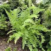 Nasiona i cebule - Paproć Wietlica Athyrium filix-femina 1 szt. doniczka P9 - miniaturka - grafika 1