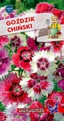 Nasiona i cebule - Goździk chiński mieszanka 1g / O / - miniaturka - grafika 1