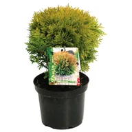Sadzonki drzew krzewów - Tuja Mirjam wys. : 15-20 cm, don. 2 l - miniaturka - grafika 1