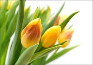 Plakaty - Galeria Plakatu, Plakat, Żółte Tulipany, 42x29,7 cm - miniaturka - grafika 1
