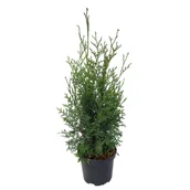 Sadzonki drzew krzewów - Thuja occidentalis 'King of Brabant' PBR wys. 30-40 cm don. 3 l - miniaturka - grafika 1