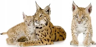 Naklejki ze zwierzętami zwierzaki Dzikie koty 120, 93x47 cm - Naklejki na ścianę - miniaturka - grafika 1