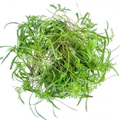 Nasiona i cebule - Legutko Microgreens Koper Włoski 100g Mic000010 - miniaturka - grafika 1