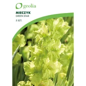 Nasiona i cebule - Mieczyk Green Star 10/12 5 szt. cebulki kwiatów Geolia - miniaturka - grafika 1