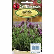 Nasiona i cebule - Lawenda francuska - ciemnopurpurowa - miniaturka - grafika 1