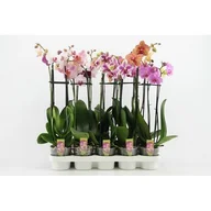 Kwiaty doniczkowe - Storczyk 2-pędowy 60cm mix - miniaturka - grafika 1