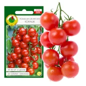 Nasiona i cebule - POMIDOR KORALIK KOKTAJLOWY NASIONA BEZ GMO - miniaturka - grafika 1