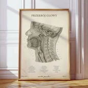 Mapy i plansze edukacyjne - Plakat anatomiczny – Przekrój Głowy Vintage - Marta Pawelec - miniaturka - grafika 1