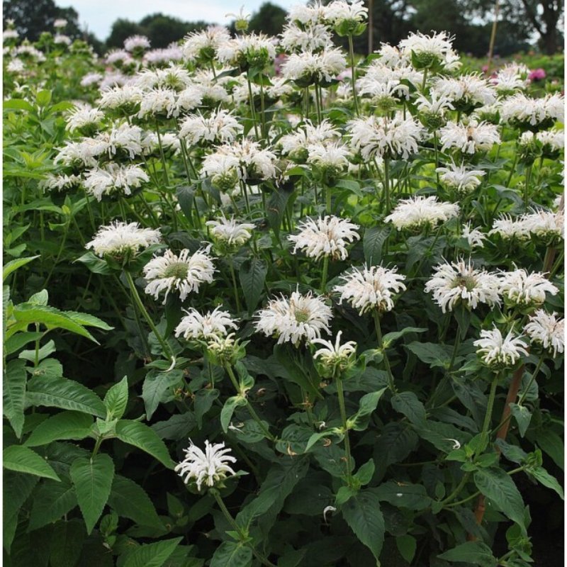kwiatydonice Pysznogłówka - Monarda hybrida 'Bee-Bright'