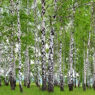 Fototapety - Fototapeta zalesiony krajobraz zielonym - 360 x 254 cm - SANDERS & SANDERS - miniaturka - grafika 1