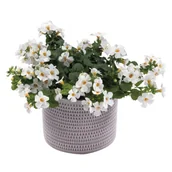 Kwiaty doniczkowe - Bakopa wys. 25 cm don. 10,5 cm - miniaturka - grafika 1