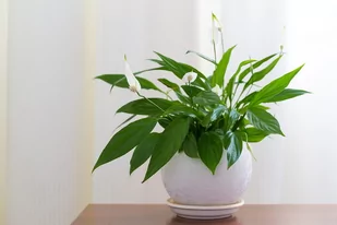 Skrzydłokwiat spathiphyllum Chopin P9 - Kwiaty doniczkowe - miniaturka - grafika 1