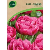 Nasiona i cebule - Tulipan Margarita 11/12 4szt. Cebulki kwiatów Geolia - miniaturka - grafika 1