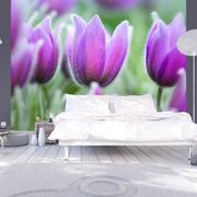 Fototapety - Fototapeta - Fioletowe wiosenne tulipany (rozmiar 200x154) - miniaturka - grafika 1
