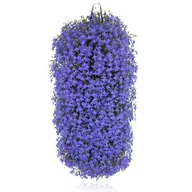 Kwiaty doniczkowe - Lobelia w wiszącej torbie - miniaturka - grafika 1