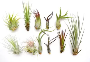 Tillandsia ZESTAW  x 11 szt,  NA START - Kwiaty doniczkowe - miniaturka - grafika 1