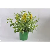 Sadzonki drzew krzewów - Agastache, wys.40 cm, don.17cm - miniaturka - grafika 1