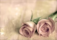 Plakaty - Galeria Plakatu, Plakat, Samotne róże, 59,4x42 cm - miniaturka - grafika 1