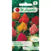 Nasiona i cebule - Legutko Celozja pierzasta karłowa mix 0,3g st - miniaturka - grafika 1