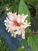 Kwiaty doniczkowe i cięte - Neilia tybetańska bardzo rzadki i atrakcyjny krzew - miniaturka - grafika 1