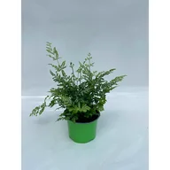 Kwiaty doniczkowe - Pteris evergemensis - miniaturka - grafika 1