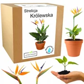 Nasiona i cebule - Zestaw do uprawy Strelicja Królewska Rajski Ptak - miniaturka - grafika 1