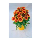 Kwiaty doniczkowe - Gaillardia, wys.40 cm, don. 17 cm - miniaturka - grafika 1