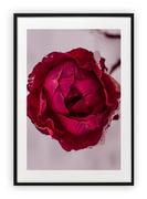 Plakaty - Plakat A4 21x30 cm  Kwiaty Floral Róż WZORY - miniaturka - grafika 1