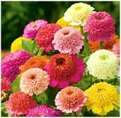 Nasiona i cebule - Cynia Skabiozowa o pastelowych barwach, mieszanka kolorów nasiona 100 sztuk - miniaturka - grafika 1