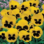 Nasiona i cebule - Bratek Wielkokwiatowy żółty z plamą (Viola X Wittrockiana) 150 nasion - miniaturka - grafika 1