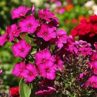 Nasiona i cebule - Phlox Płomyk Raving Beauty 1 szt. doniczka P9 - miniaturka - grafika 1