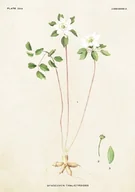 Kartki okolicznościowe i zaproszenia - Skona Ting Karnet z kopertą zawilczyk - miniaturka - grafika 1