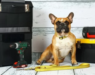 Matteo Obroża Klamra LED 25mm miara - Obroże dla psów - miniaturka - grafika 4