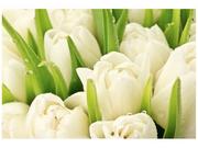Fototapety - Oobrazy Fototapeta, Delikatne tulipany, 8 elementów, 368x248 cm - miniaturka - grafika 1