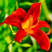 Nasiona i cebule - Hemerocallis Liliowiec Campfire Embers 1 szt. - miniaturka - grafika 1