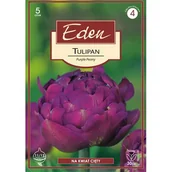 Nasiona i cebule - Tulipan Purple Peony 5 sztuk Eden - miniaturka - grafika 1